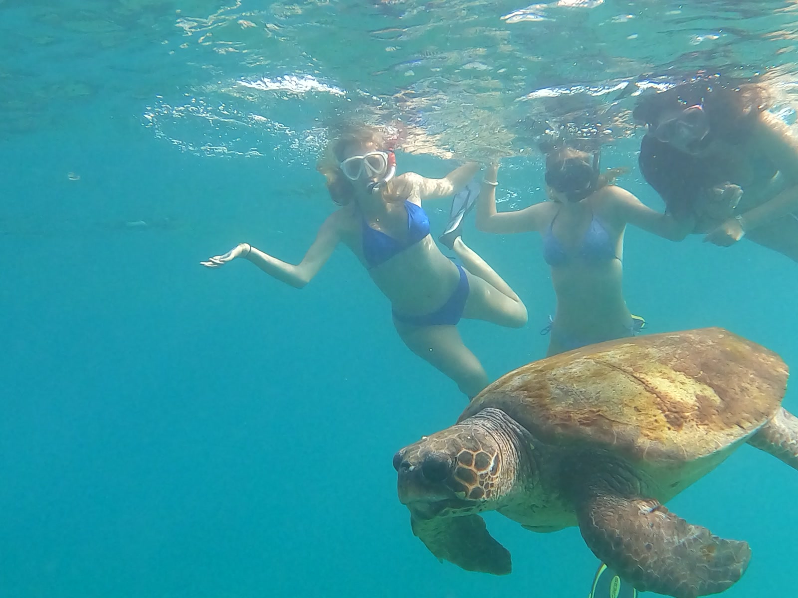 Three snorkellers watching a green sea turtle on the Blue Lagoon turtle watch day trip