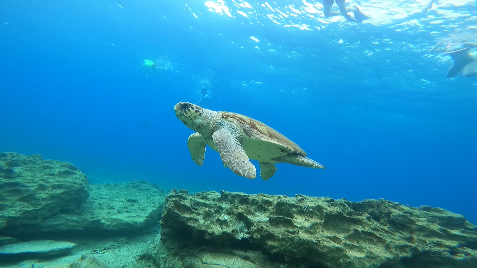 Sea turtle swimming over the reef with snorkellers above in Paphos, Cyprus