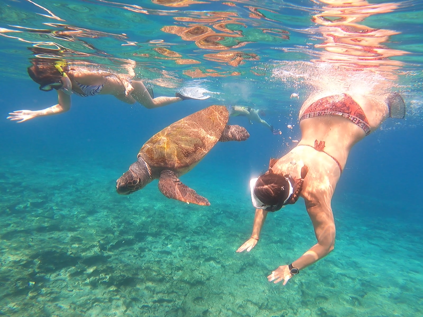 Snorkeller swimming alongside a sea turtle on the Turtle Watch snorkeling trip in Paphos